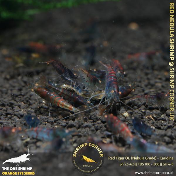 Red Nabula Tiger Shrimp @ Shrimp Corner