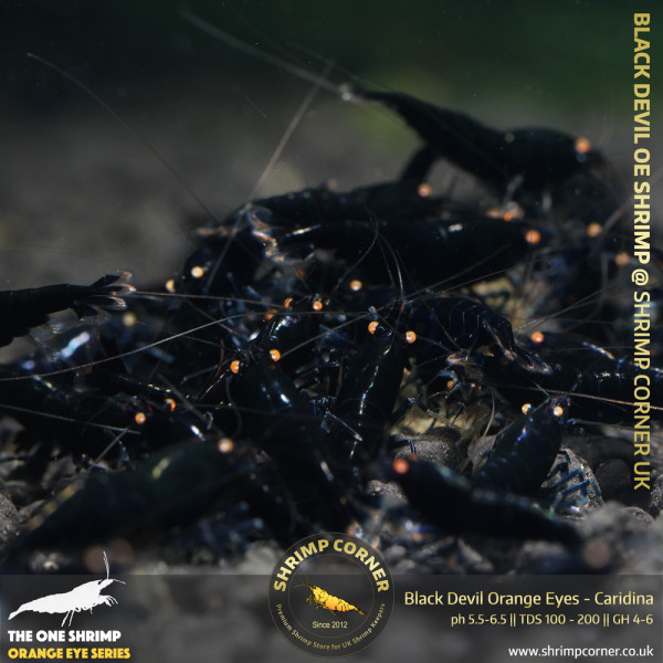 BLACK DEVIL Orange Eyes Shrimp (From Purple Metallic OE) | Caridina Species