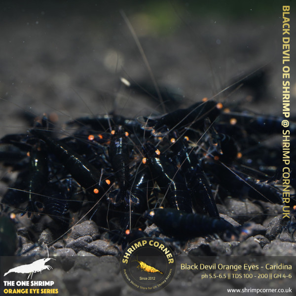 BLACK DEVIL Orange Eyes Shrimp | Caridina Species