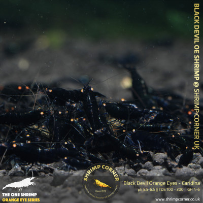 BLACK DEVIL Orange Eyes Shrimp | Caridina Species