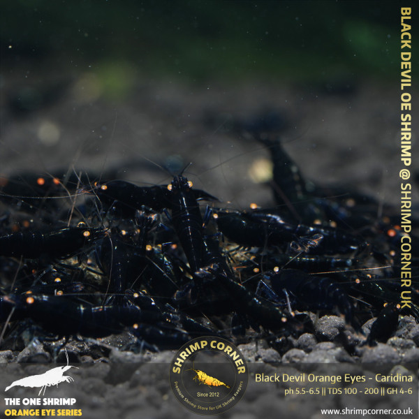 BLACK DEVIL Orange Eyes Shrimp | Caridina Species