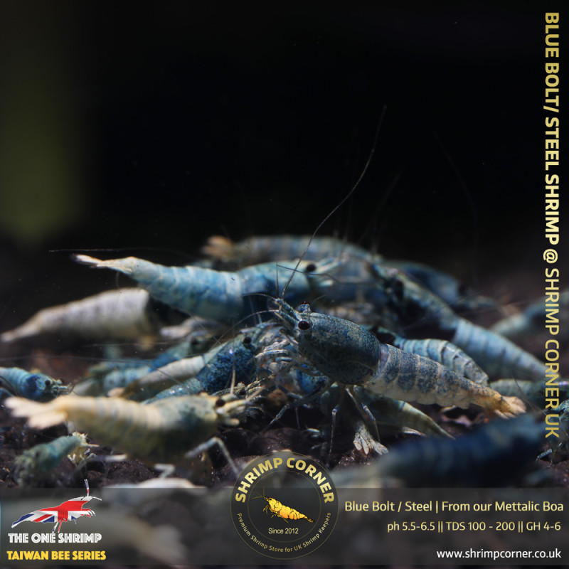 Blue Bolt & Steel Shrimp | From Our Metallic BOA tanks @ Shrimp Corner UK