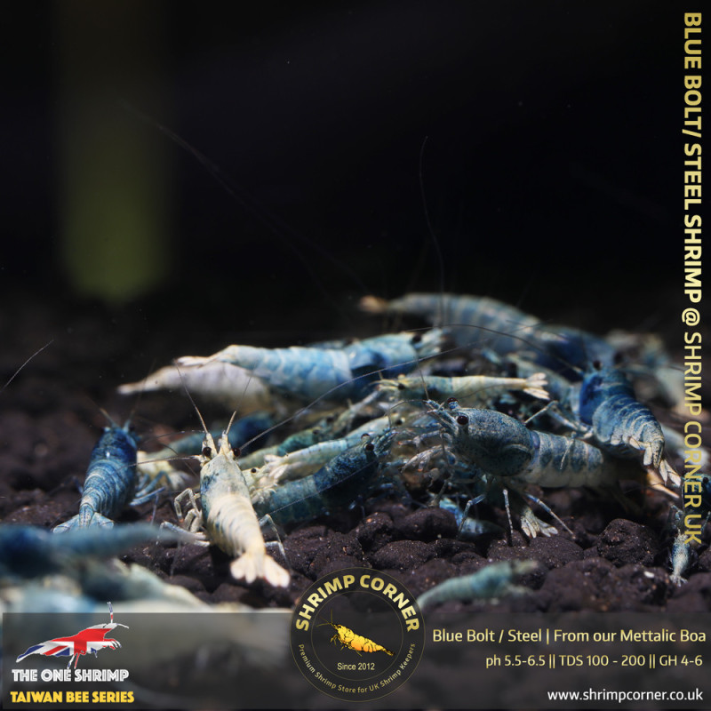 Blue Bolt & Steel Shrimp | From Our Metallic BOA tanks @ Shrimp Corner UK
