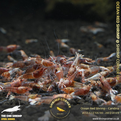 Ocean Red Shrimp @ Shrimp Corner UK