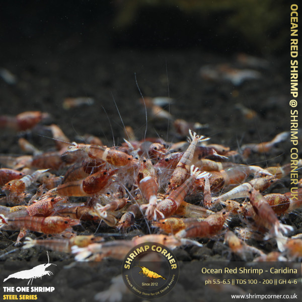 OCEAN RED Shrimp