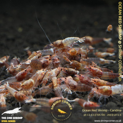 Ocean Red Shrimp @ Shrimp Corner UK 2