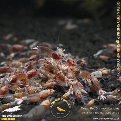 Ocean Red Shrimp @ Shrimp Corner UK