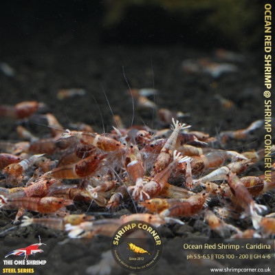 Group of 10 x OCEAN RED Caridina Shrimp @ Shrimp Corner UK 2