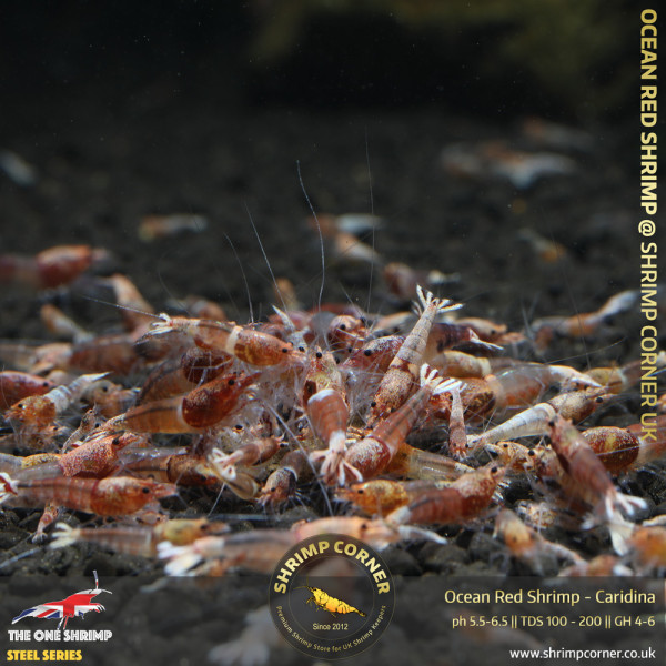 Group of 10 x OCEAN RED Caridina Shrimp @ Shrimp Corner UK