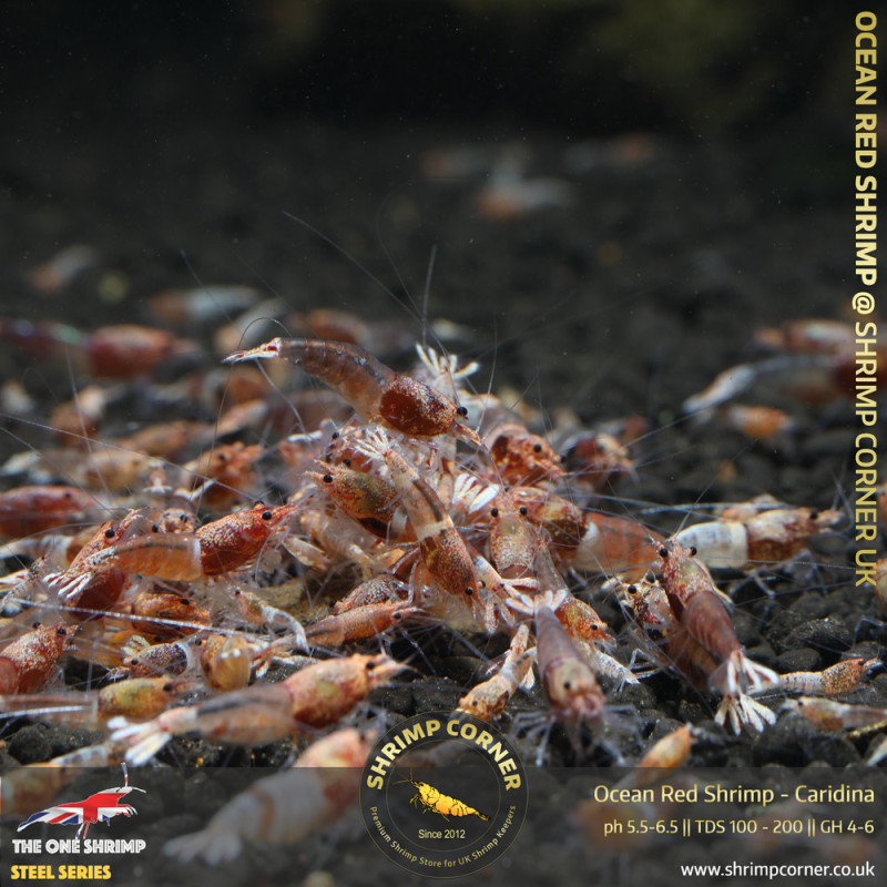 Group of 10 x OCEAN RED Caridina Shrimp @ Shrimp Corner UK