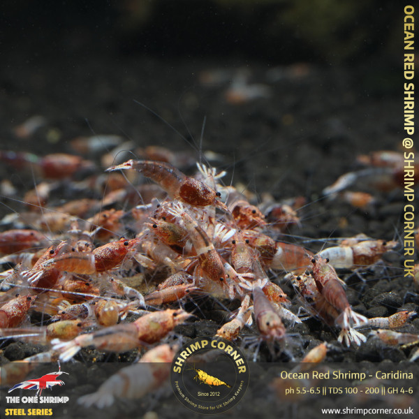 Group of 10+1 x OCEAN RED Shrimp | Caridina Species