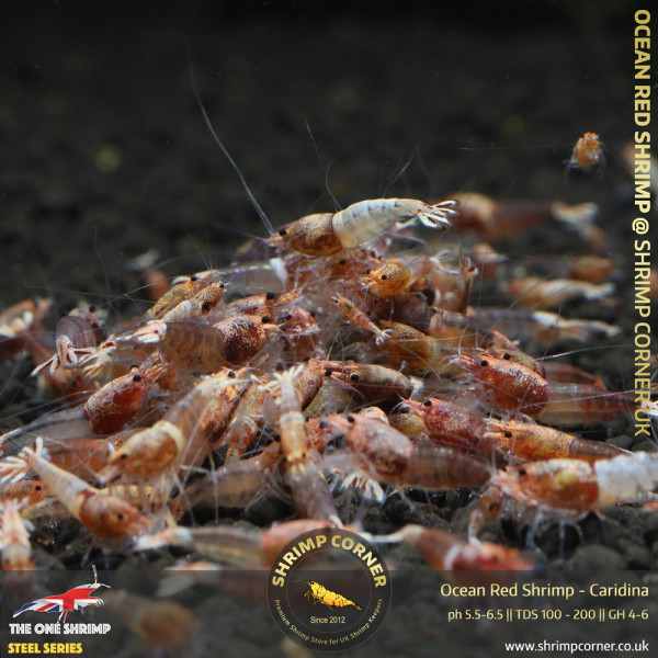 Group of 10 x OCEAN RED Caridina Shrimp @ Shrimp Corner UK