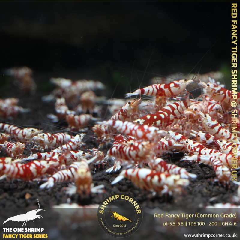 Group of 10+1 x Red Fancy Tiger - Common Grade