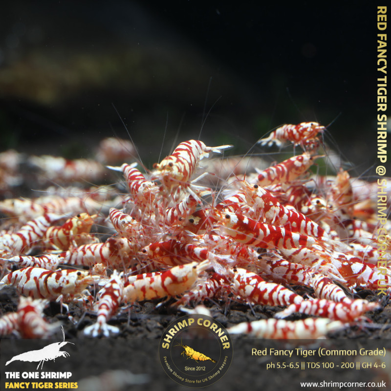 Group of 10+1 x Red Fancy Tiger - Common Grade