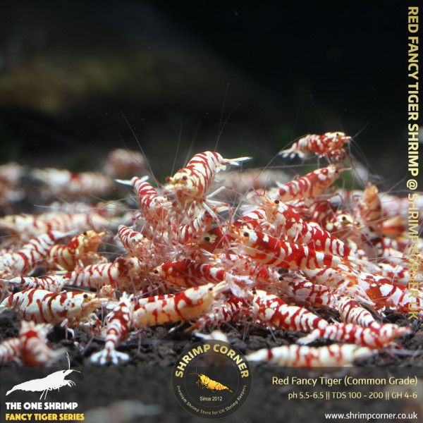 Group of 10+1 x Red Fancy Tiger - Common Grade