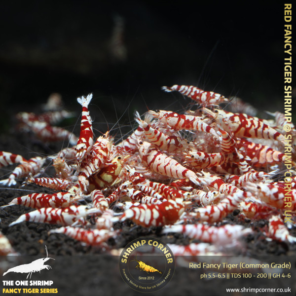 Group of 10+1 x Red Fancy Tiger - Common Grade