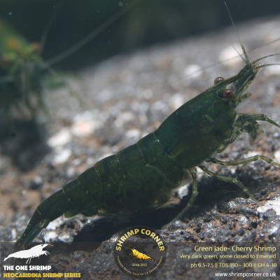 Group of 10+1 x Dark Green Jade Shrimp @ Shrimp Corner 2