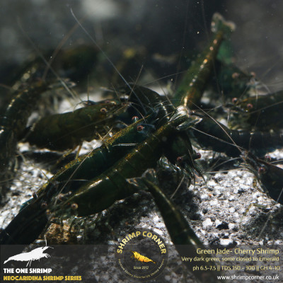 Group of 10+1 x Dark Green Jade Shrimp @ Shrimp Corner