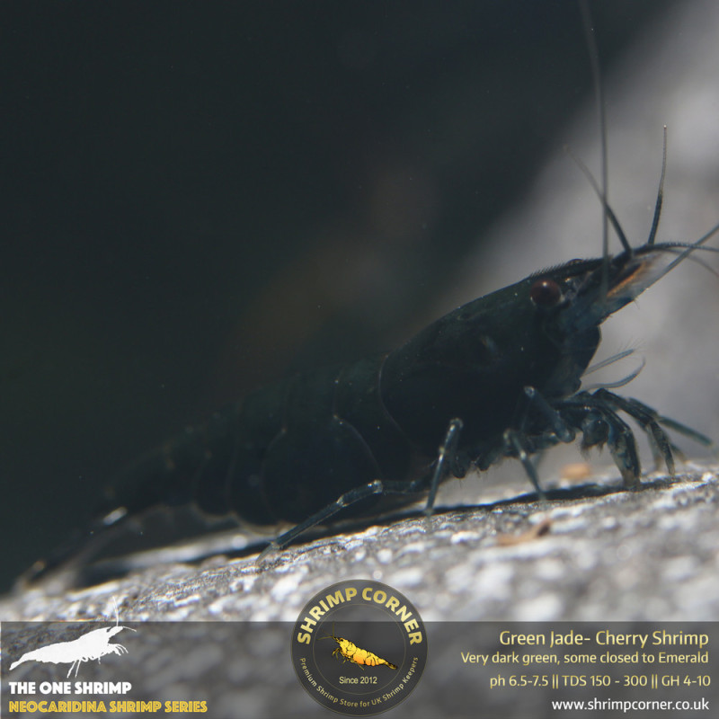 Group of 10+1 x Dark Green Jade Shrimp @ Shrimp Corner