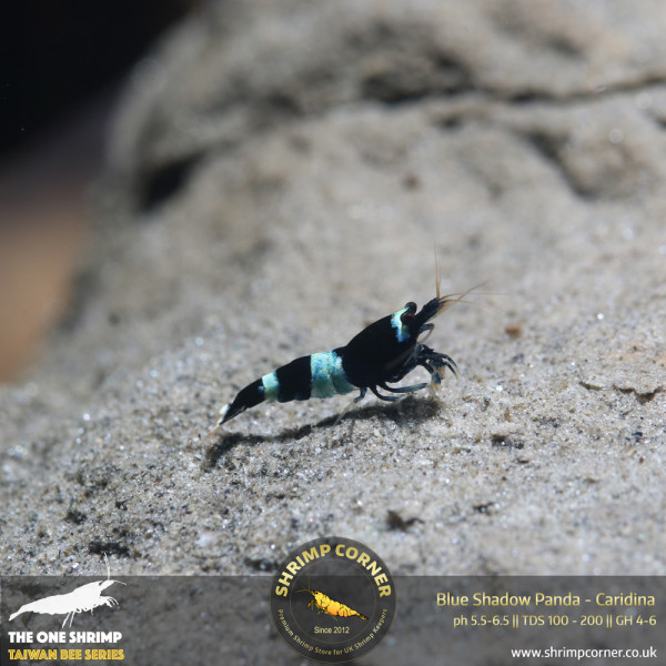 Blue Shadow Panda