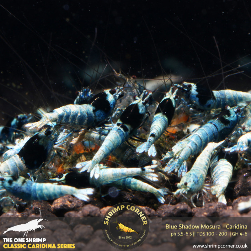 Group of 10 x Blue Shadow Mosura | Taiwan Bee Shrimp