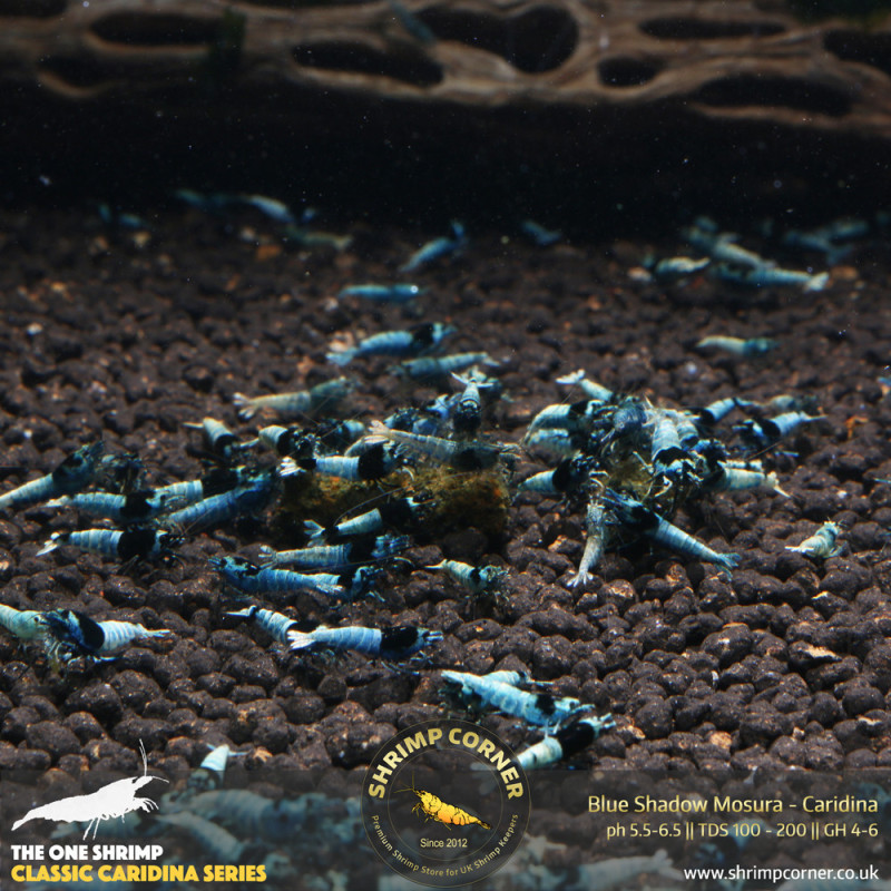 Group of 10 x Blue Shadow Mosura | Taiwan Bee Shrimp