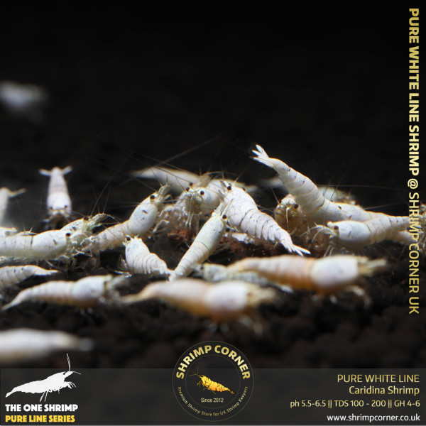 Group of 10+1 x Pure White Line | Caridina Shrimp @ Shrimp Corner UK