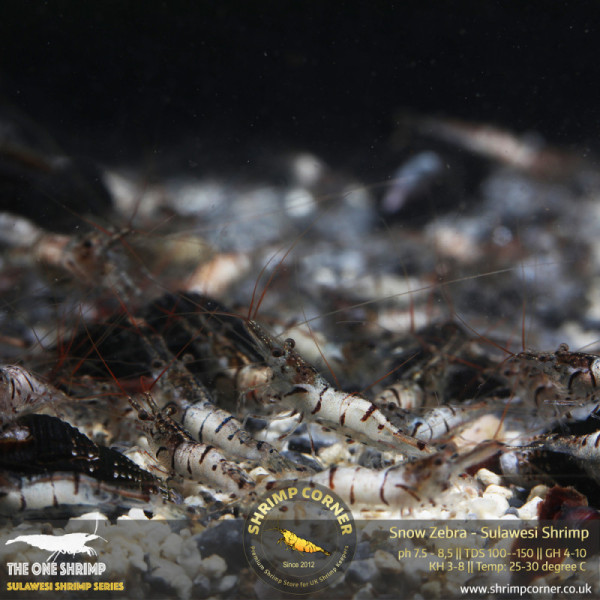Group of 10 x SNOW ZEBRA Sulawesi Shrimp