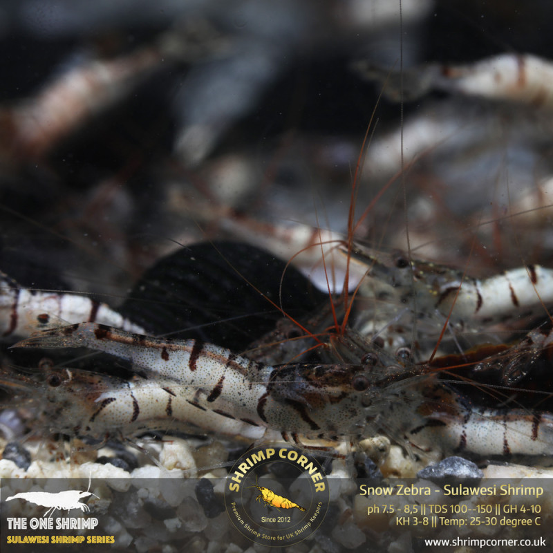 Group of 10 x SNOW ZEBRA Sulawesi Shrimp
