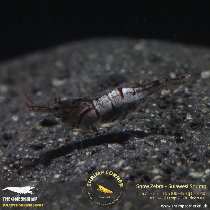 Group of 10 x SNOW ZEBRA Sulawesi Shrimp