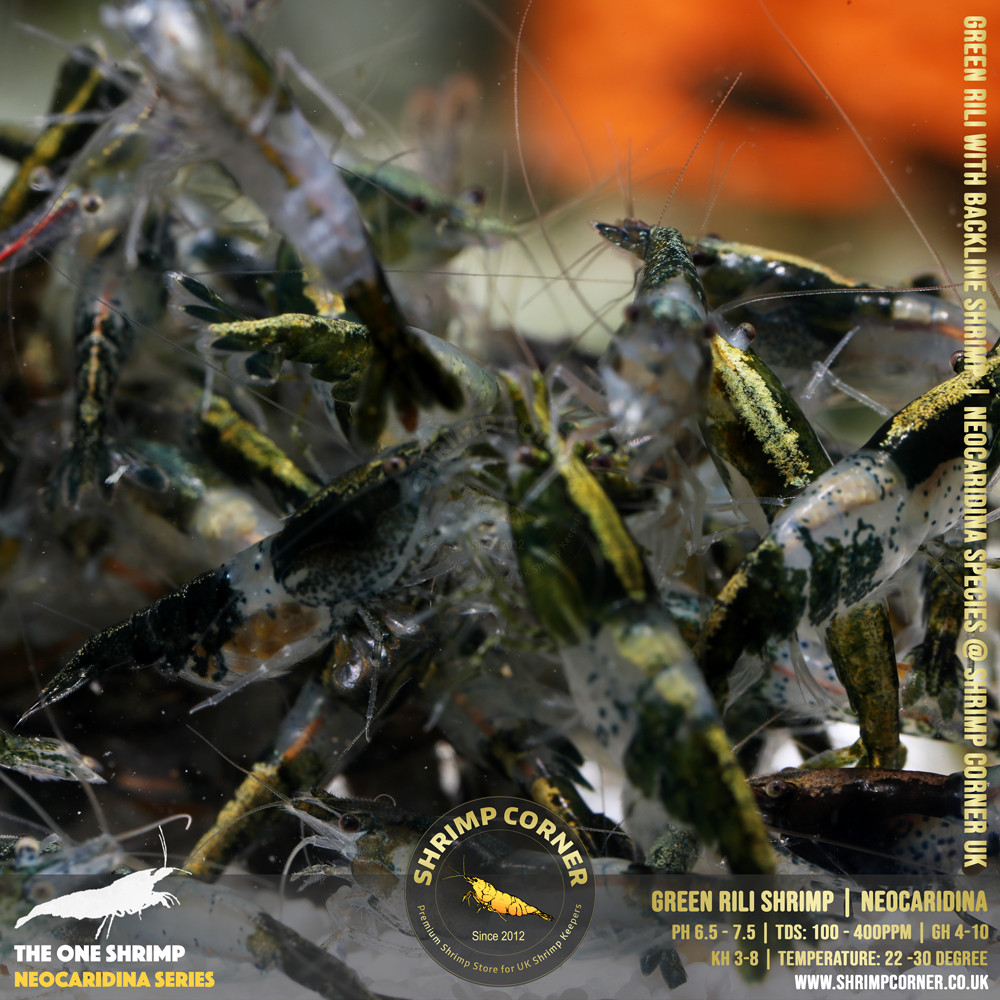 Group of 10 x GREEN RILI SHRIMP with Golden Back Line